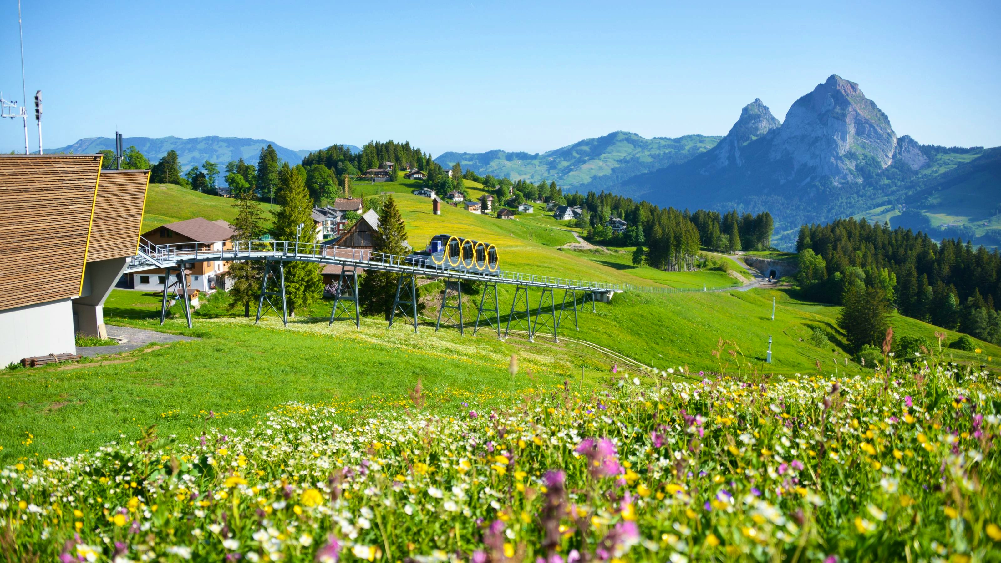 Im Vordergrund befindet sich eine blühende Wiese und im Hintergrund fährt die Stoosbahn in de Bergstation ein. 