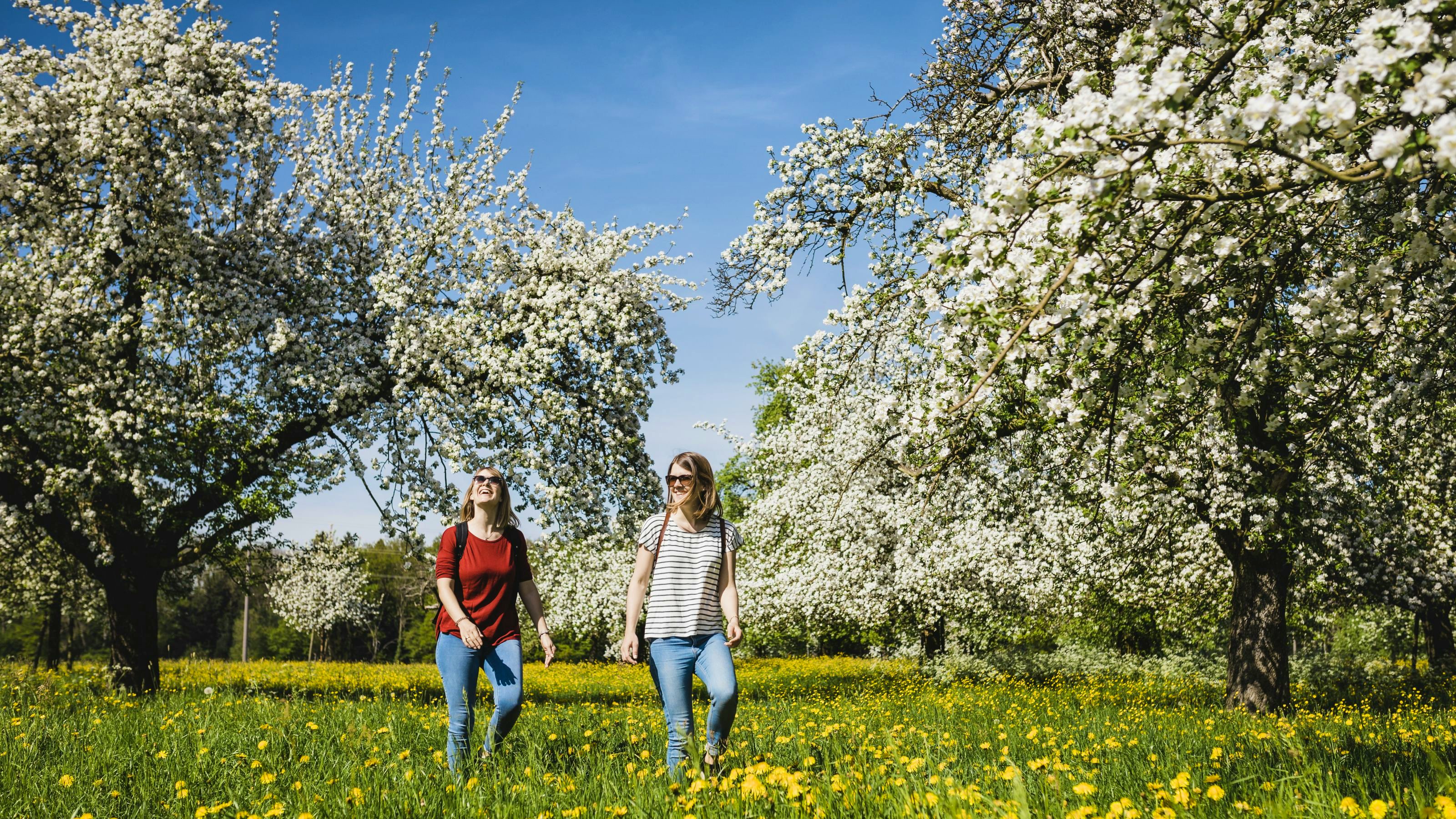 Zwei Frauen wandern über eine Blumenwiese mit Bäumen in voller Blüte. 